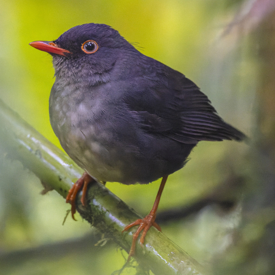 image Slaty-backed Nightingale-Thrush